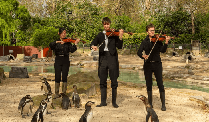 Harmony in Nature Penguins at Zsl