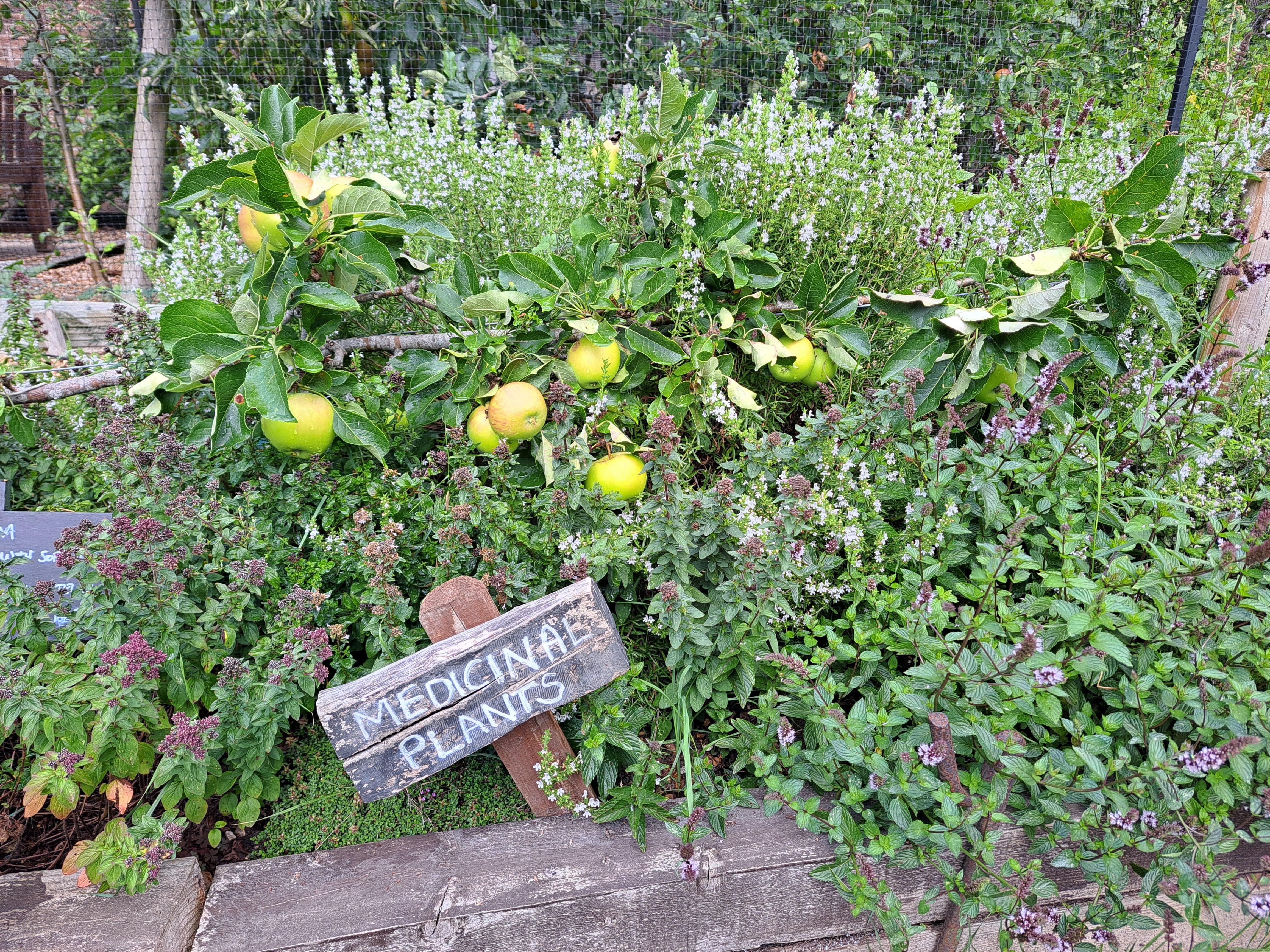 Medicinal Plants at Sccg
